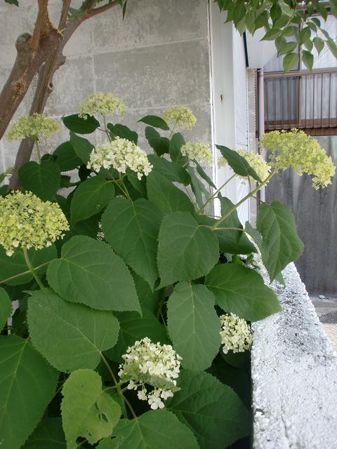 c0172261_110196.jpg