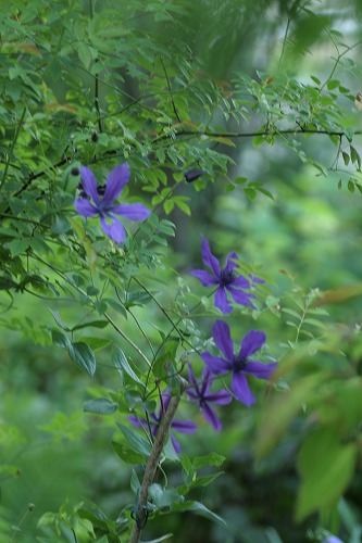 c0186463_1824491.jpg