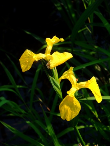 e0045768_21573021.jpg