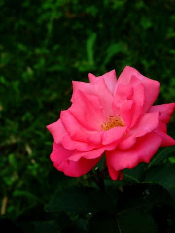e0045768_21583226.jpg