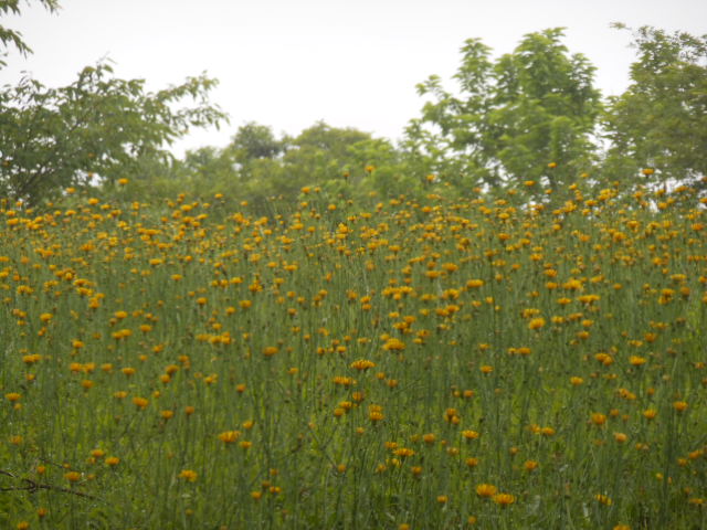 c0206177_9464453.jpg