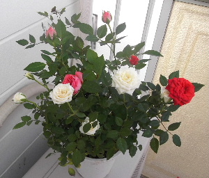 f0235289_15314527.jpg