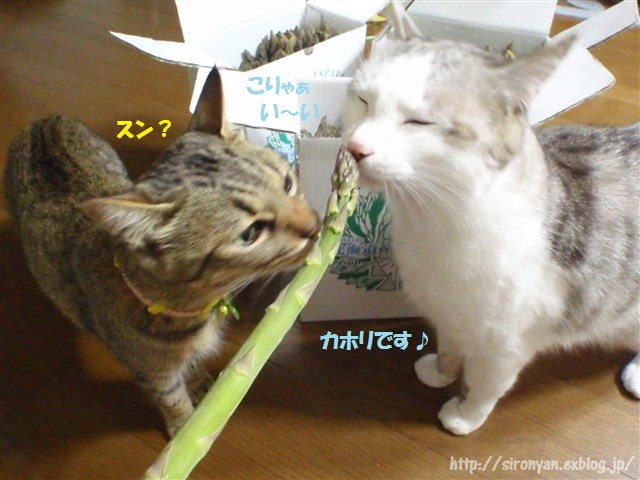 a0159490_15551079.jpg
