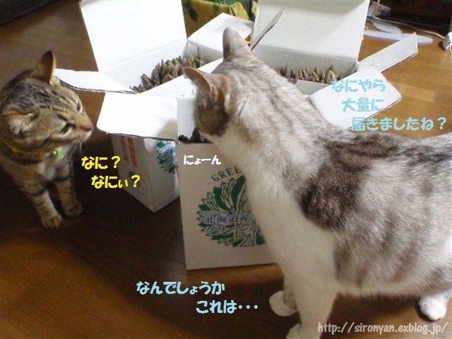 a0159490_1555671.jpg