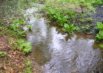 c0125996_504769.jpg