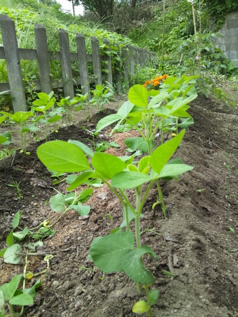 c0027700_7562489.jpg