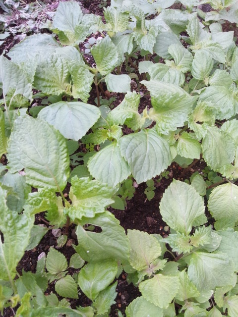c0027700_7573525.jpg