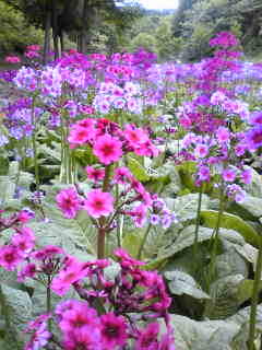 e0018604_14514057.jpg
