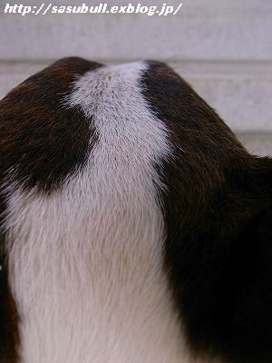 e0145805_18314572.jpg