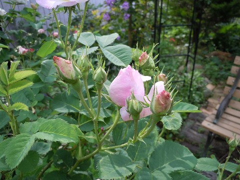 c0117007_19543560.jpg