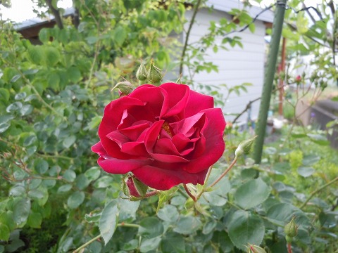 c0117007_19572030.jpg
