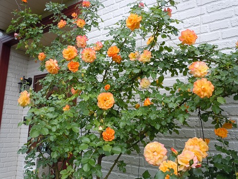 c0117007_200687.jpg