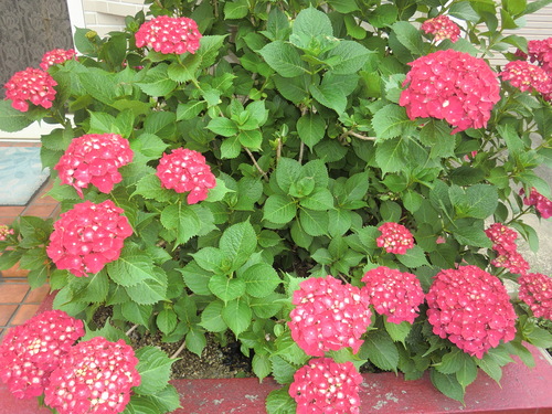 c0095424_9112022.jpg