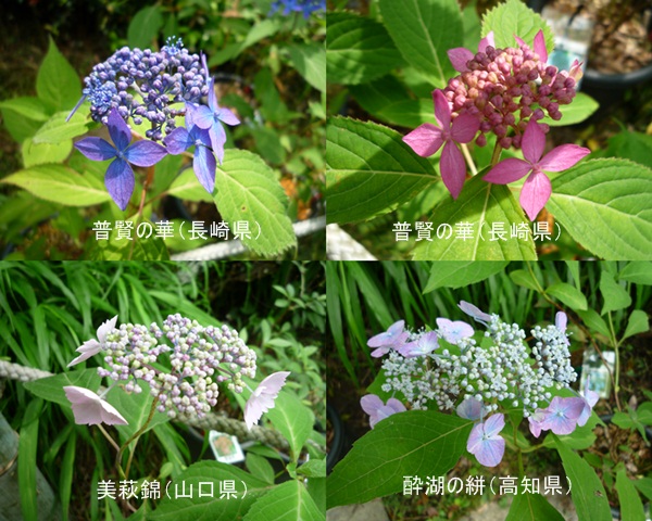 d0037233_8594491.jpg