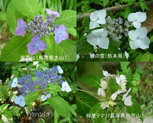 d0037233_8595568.jpg