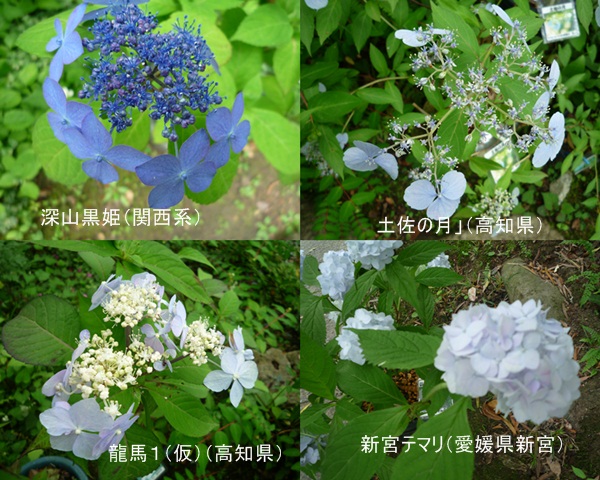 d0037233_90357.jpg