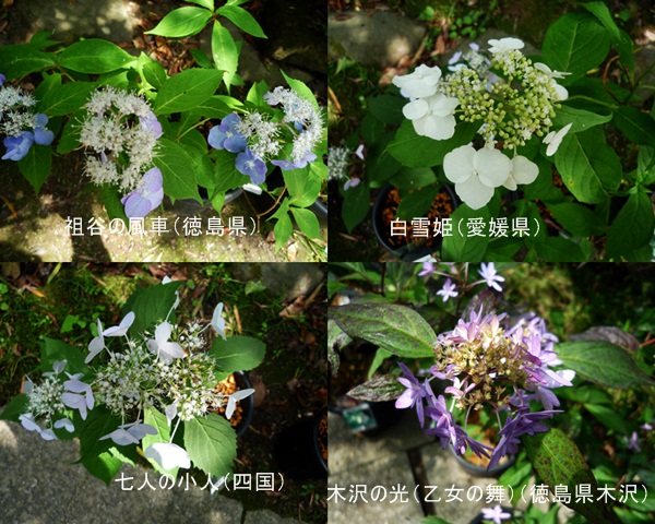 d0037233_90435.jpg