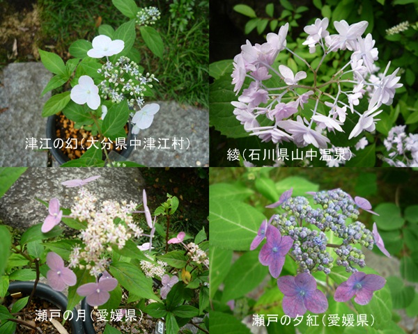 d0037233_905744.jpg