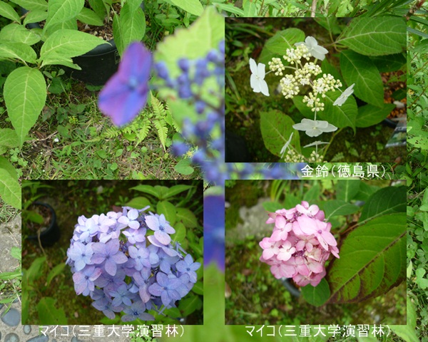 d0037233_921092.jpg