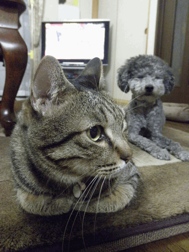 c0136736_11104462.gif