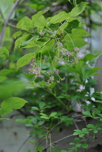 e0159050_18312551.jpg