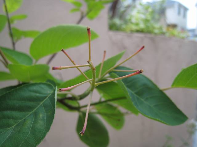 f0176354_16103668.jpg