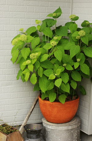 e0145259_21524187.gif
