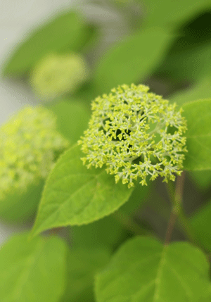 e0145259_21524897.gif