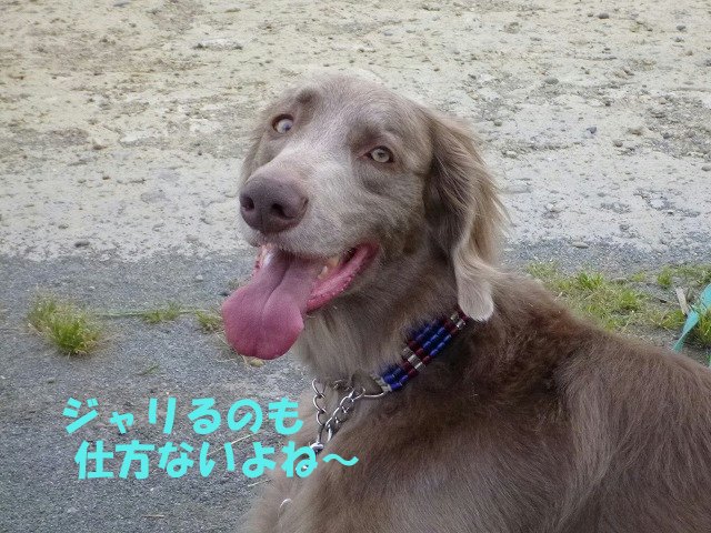 e0176159_10551483.jpg