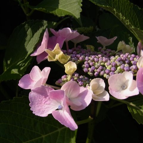a0123465_23434785.jpg