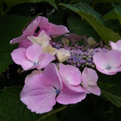 a0123465_23441728.jpg