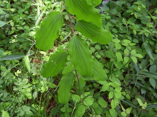c0166668_2139941.jpg