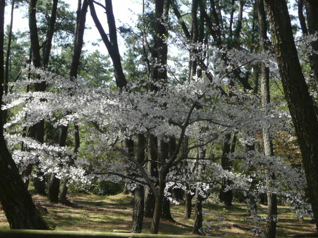 a0154870_16302050.jpg