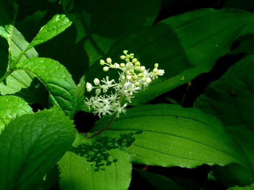d0084473_21414029.jpg