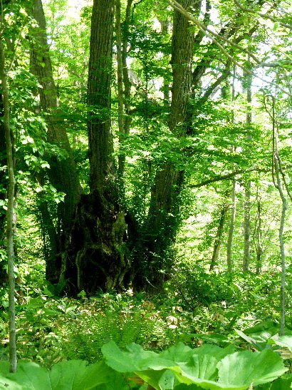 d0084473_21425759.jpg