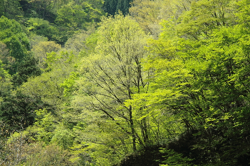 e0249878_26361.jpg