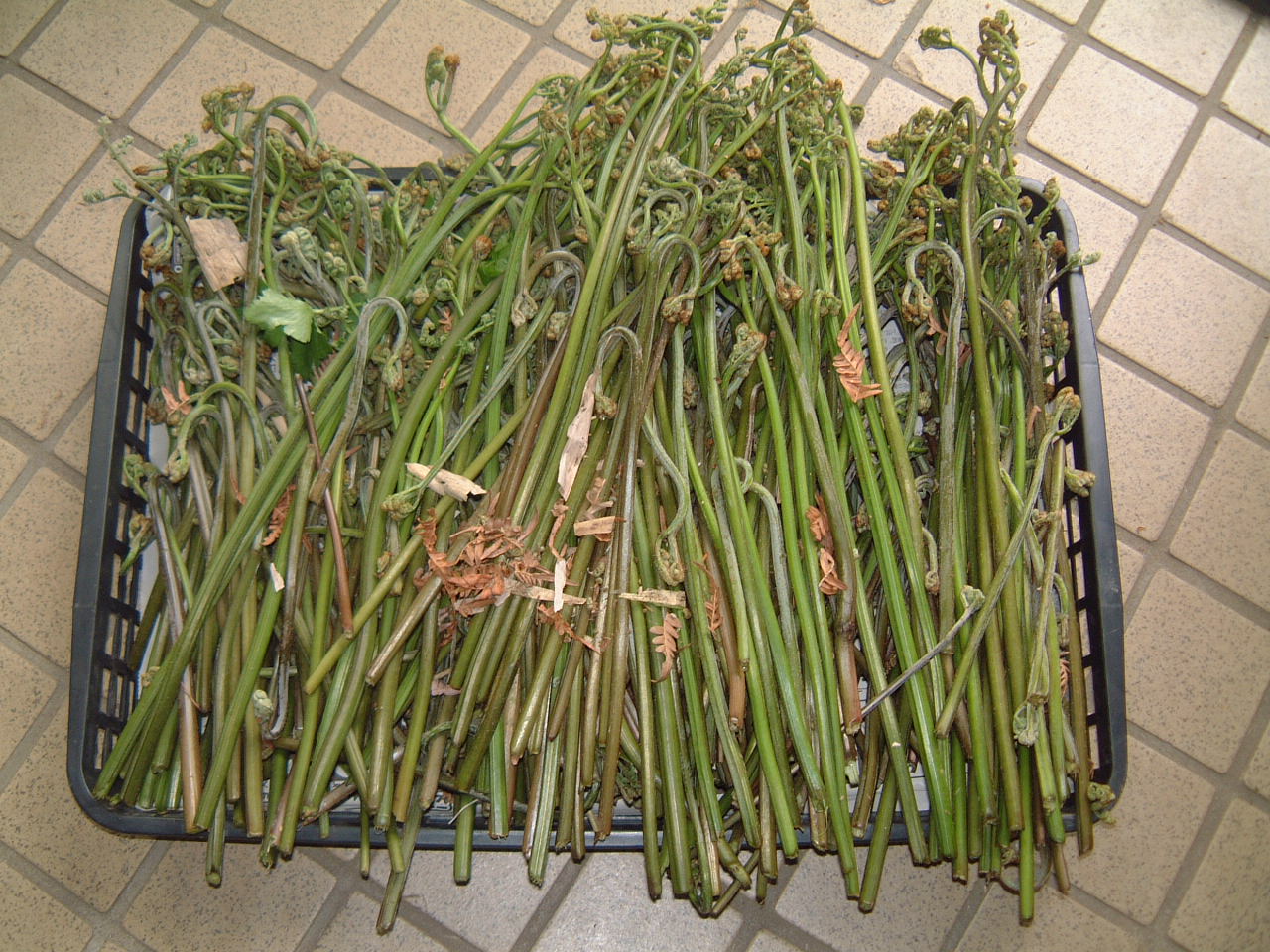 c0237780_160626.jpg