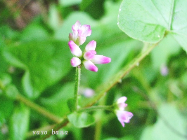 e0025300_15304710.jpg