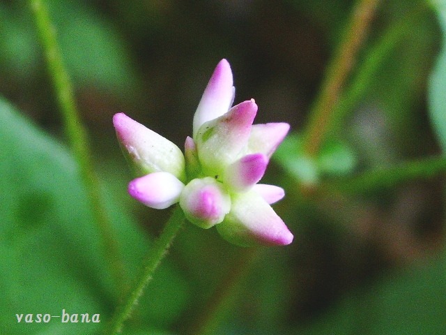 e0025300_154207.jpg