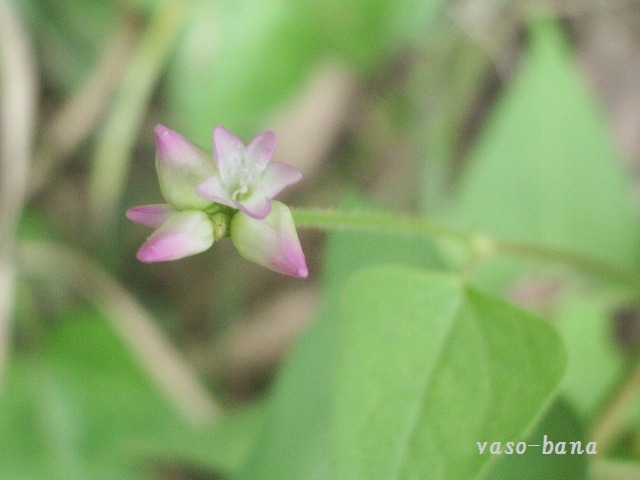 e0025300_1542246.jpg