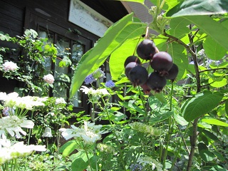 c0152002_2021387.jpg
