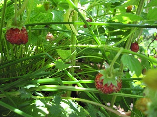 c0152002_2024060.jpg