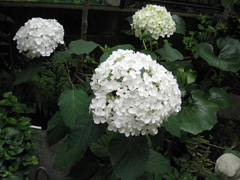 d0046702_10491169.jpg