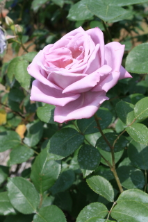 c0184213_6555077.jpg