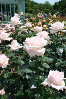 c0184213_6574131.jpg