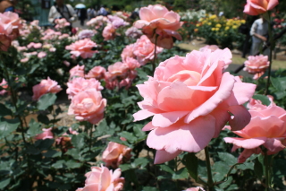 c0184213_6574270.jpg