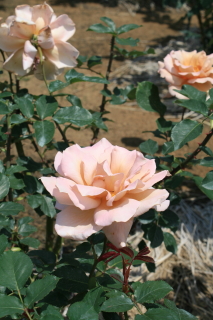 c0184213_6581846.jpg