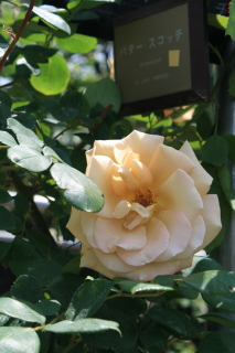 c0184213_6594981.jpg