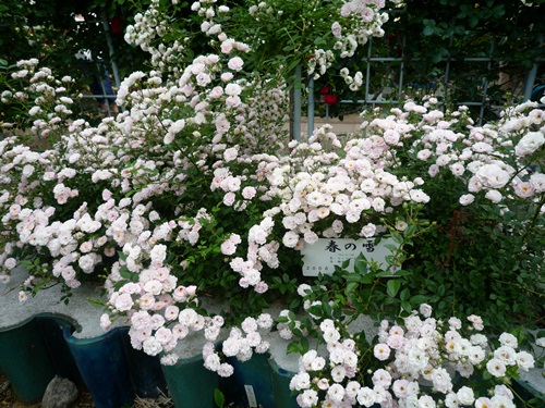 d0037233_9361951.jpg