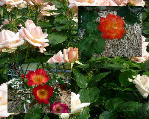 d0037233_9371021.jpg